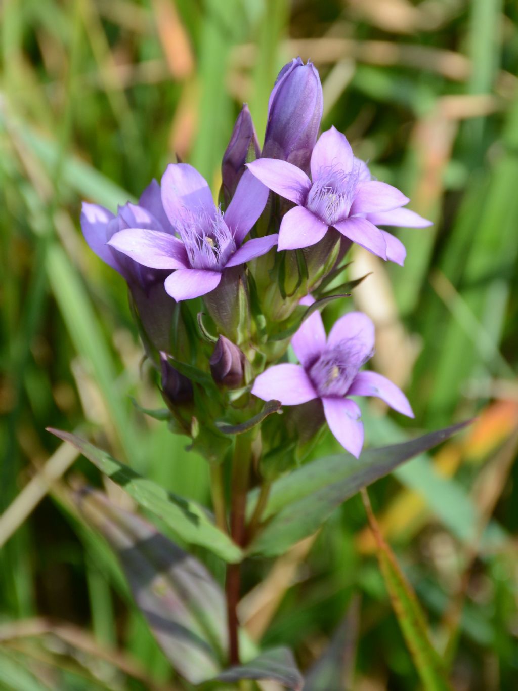 Gentianella da identificare